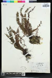 Tomophyllum subfalcatum image