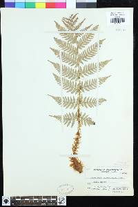 Dryopteris lacera image