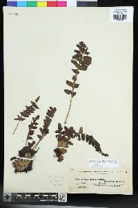 Lecanopteris deparioides image