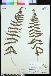 Coryphopteris hirsutipes image