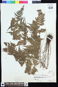 Dryopteris sparsa image