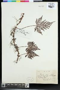 Davallia repens image