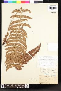 Polystichum californicum image