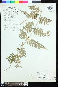 Dryopteris lacera image