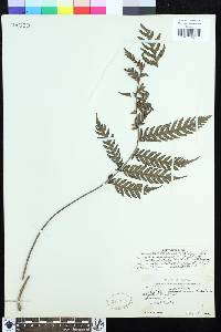 Dryopolystichum phaeostigma image