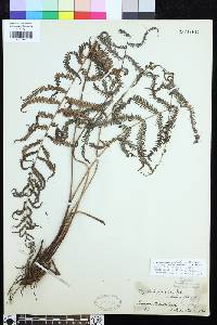 Coryphopteris pectiniformis image