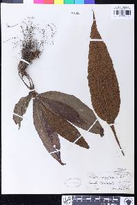 Tectaria singaporeana image