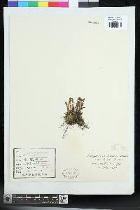 Lepisorus onoei image