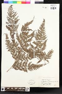 Lastreopsis amplissima image