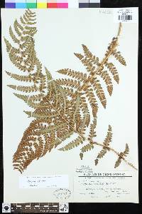 Dryopteris chrysocoma image