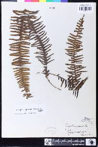 Prosaptia geluensis image