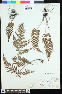 Dryopteris saxifraga image