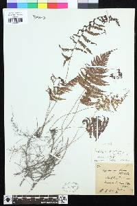 Parathelypteris image