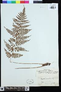 Dryopteris deparioides image