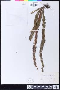 Polypodium khasyanum image