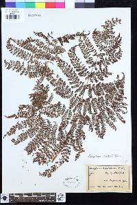 Dryopteris nodosa image