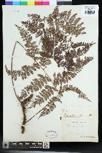 Davallia hymenophylloides image