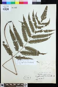 Steiropteris polypodioides image