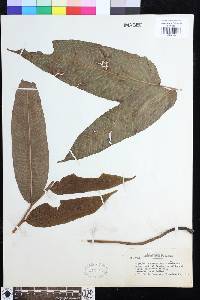 Meniscium macrophyllum image