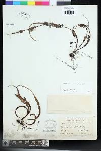 Lepisorus mucronatus image