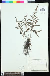 Dryopteris erythrosora image