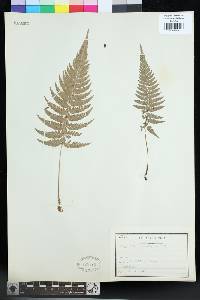 Polystichum luctuosum image