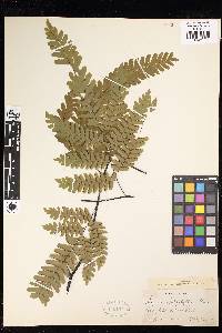 Adiantum polyphyllum image