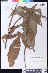 Tectaria semipinnata image
