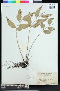 Polystichum fraxinellum image