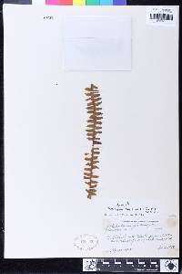 Prosaptia negrosensis image