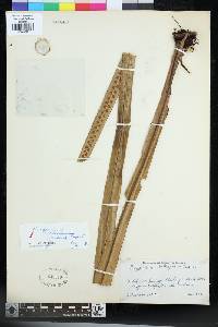 Lepisorus balteiformis image