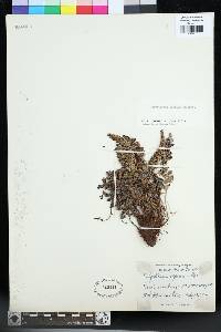 Polystichum alpinum image