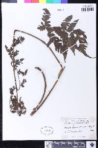 Tectaria pubescens image