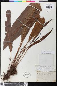 Elaphoglossum subarborescens image