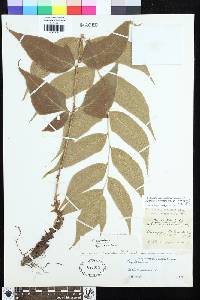 Cyrtomium anomophyllum image