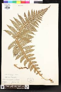 Polystichum braunii image