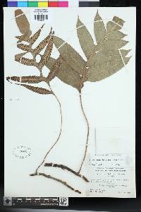 Aglaomorpha parkinsonii image