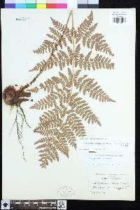 Dryopteris expansa image