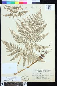 Dryopteris expansa image