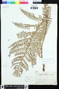 Dryopteris arguta image