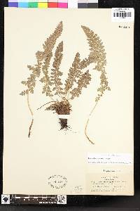 Polystichum lemmonii image