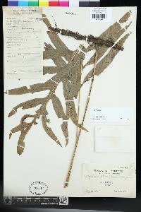 Leptochilus ellipticus image