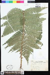 Dryopteris monticola image