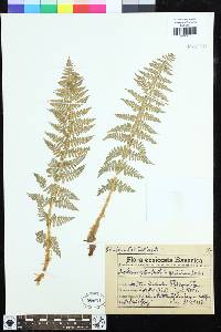 Dryopteris villarii image