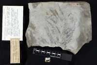 † Archaeopteris latifolia image