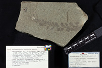 † Archaeopteris latifolia image