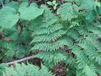 Dryopteris campyloptera image