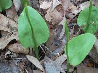 Ophioglossum vulgatum subsp. vulgatum image