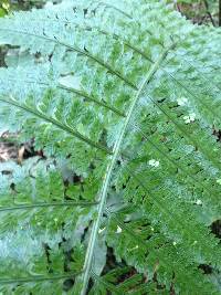 Asplenium bulbiferum image