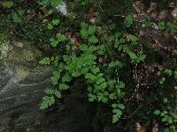 Cystopteris tasmanica image
